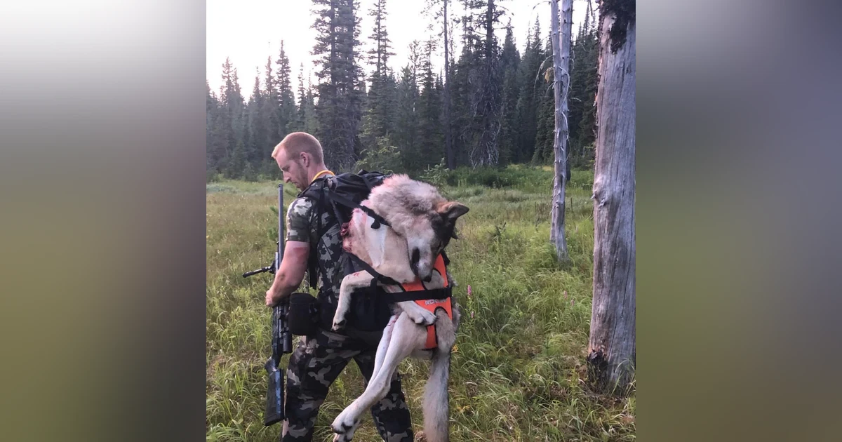 192. Pursuing Wolves and Bear for Better Elk and Deer with Tom Schneider