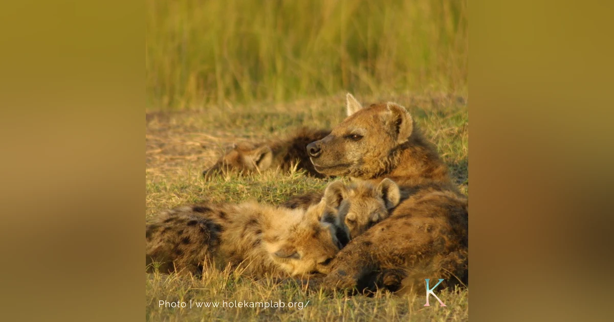 Hyenas! | With Dr. Kay Holekamp, Behavioral Ecologist