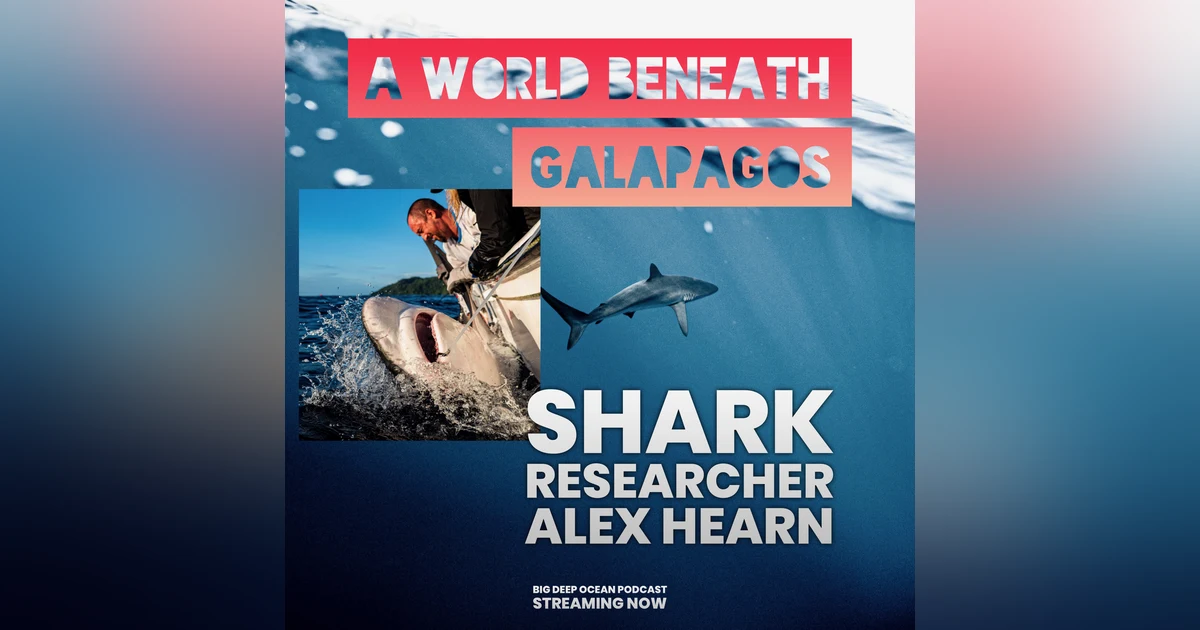 A World Beneath Galapagos: Dr Alex Hearn on Hammerhead Sharks, Where Meaning Lies in the Sea, and a Hidden Underwater Swimway Through the Pacific