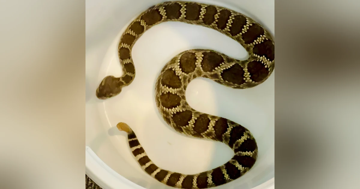 California Snakes with Michael Starkey