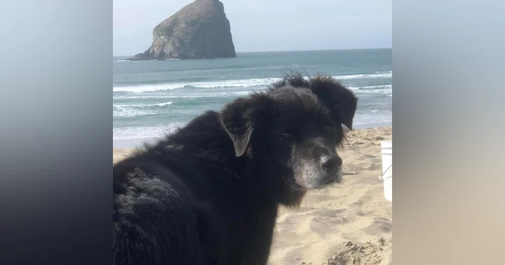 image for Ghost Dog: A Heartfelt Story of Love, Loss, and the Afterlife