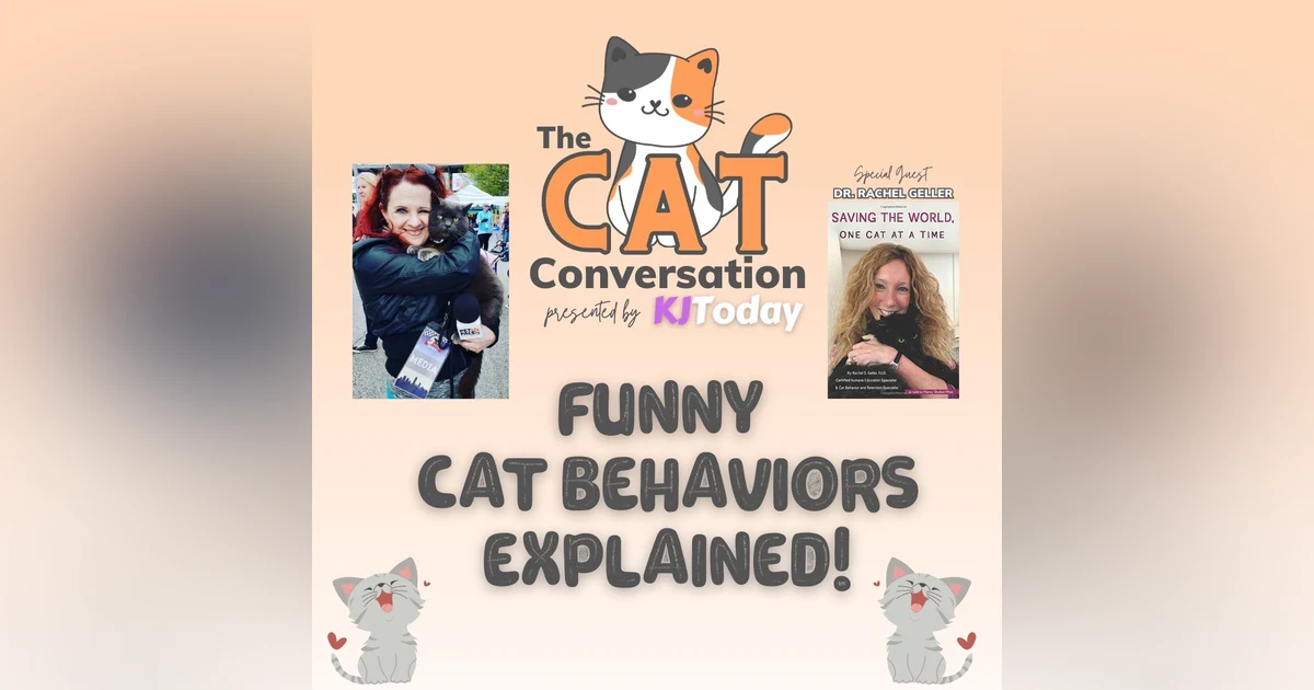 Funny Cat Behaviors Explained!