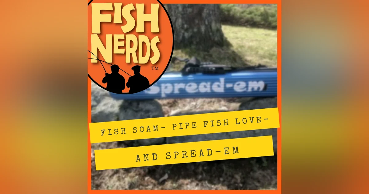 Fish Scam Pipe Fish Love and Spread-Em
