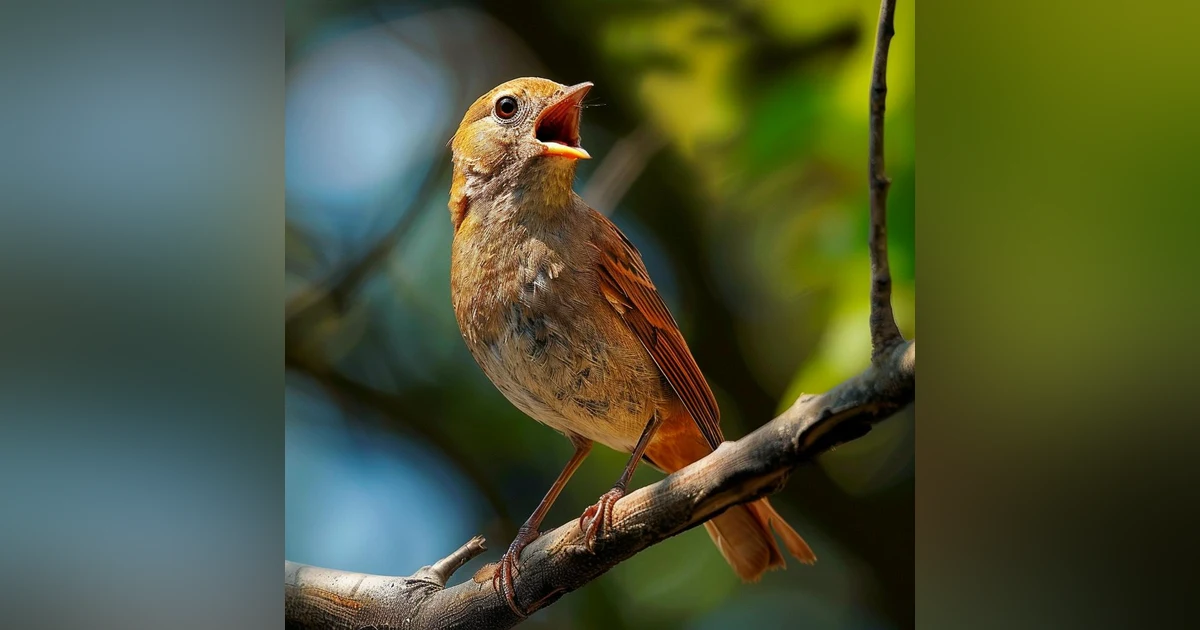 Bird Sounds Spectacular : Morning Bird Sound
