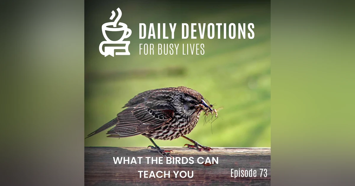 What the Birds Can Teach You
