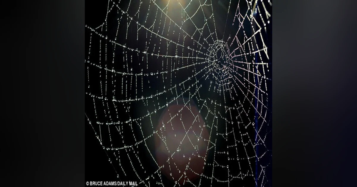 Pod 265 : Cobbwebs