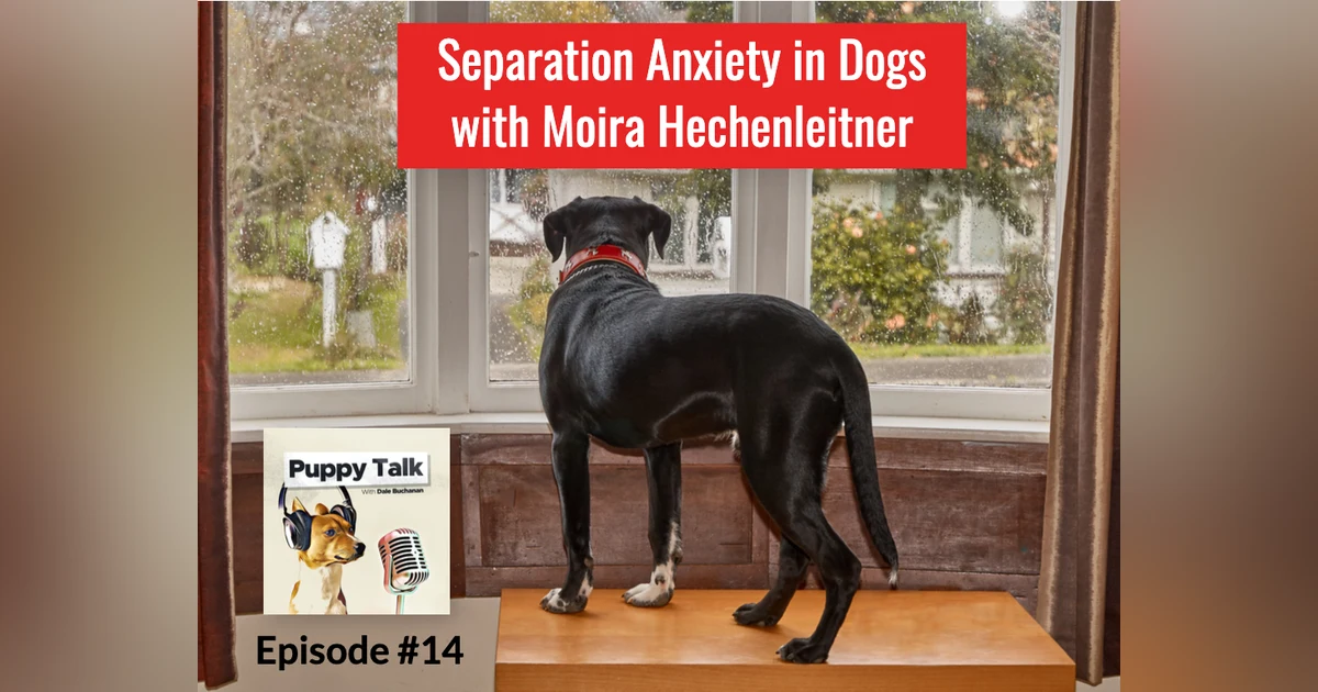 Separation Anxiety with Moira Hechenleitner