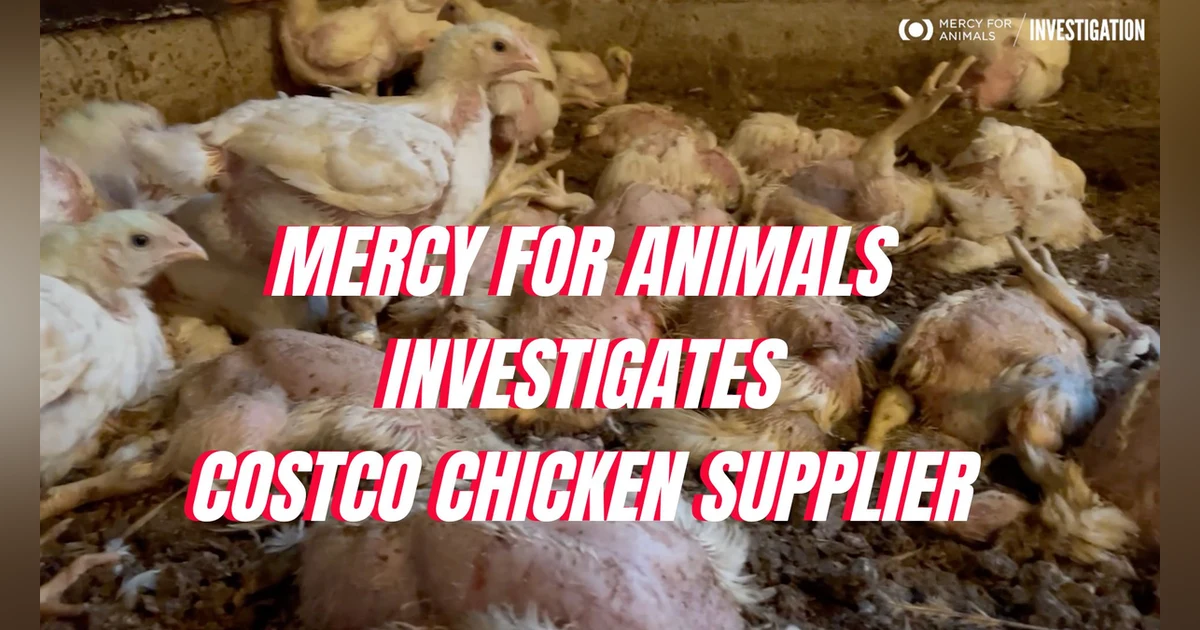 What Is Costco Hiding About Organic Chicken?