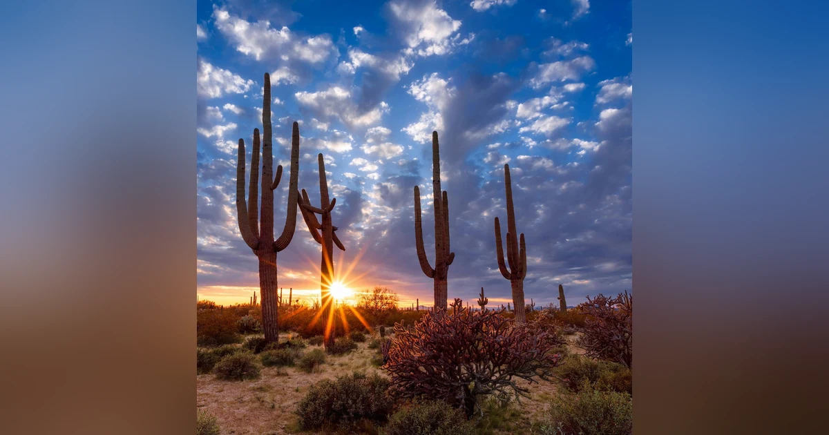 #144: Five Perfect Days in Saguaro NP and Southern Arizona