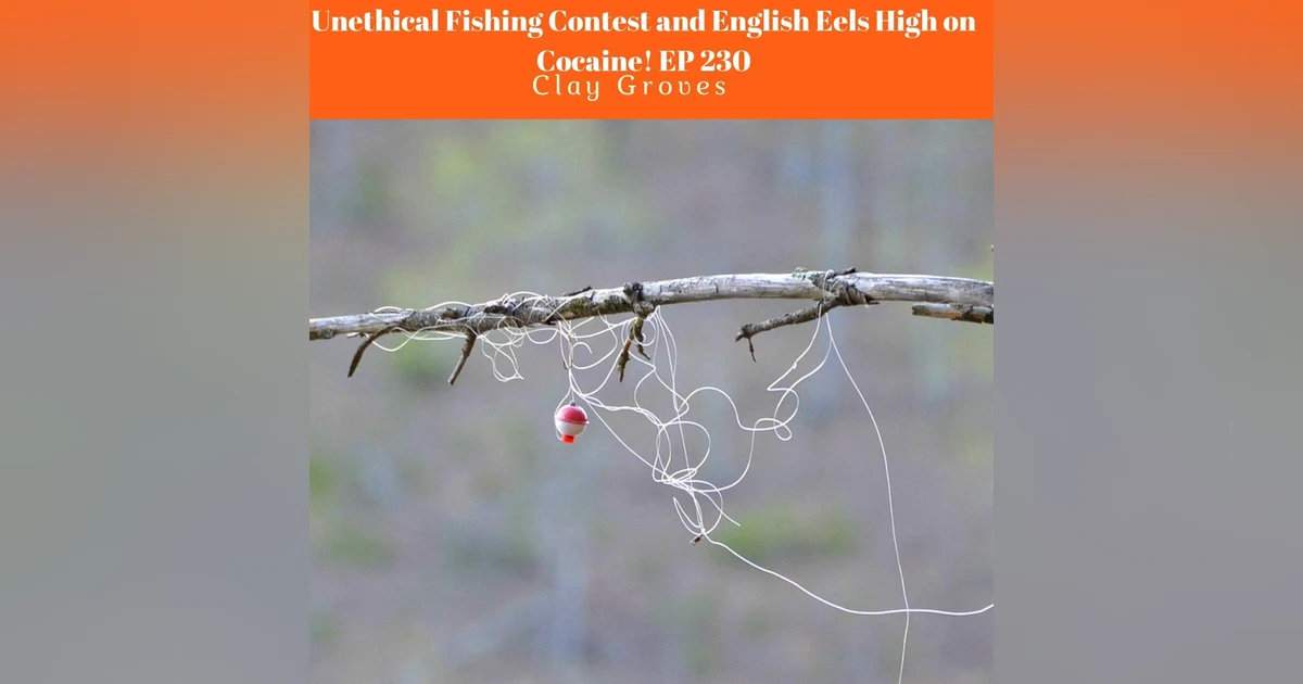 Unethical Fishing Contest and English Eels High on Cocaine Ep 231