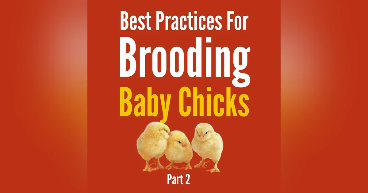 Best Practices for Brooding Baby Chicks-Part 2