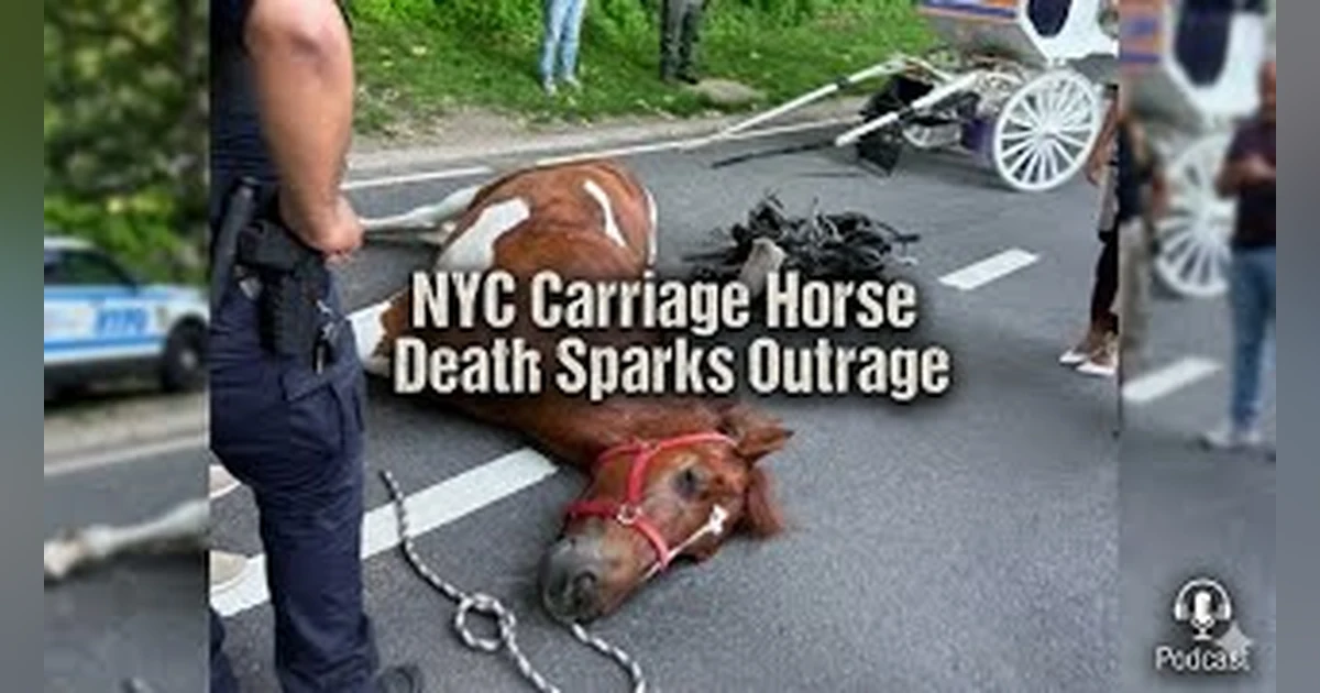Outrage after Another NYC Carriage Horse Dies. What Next?