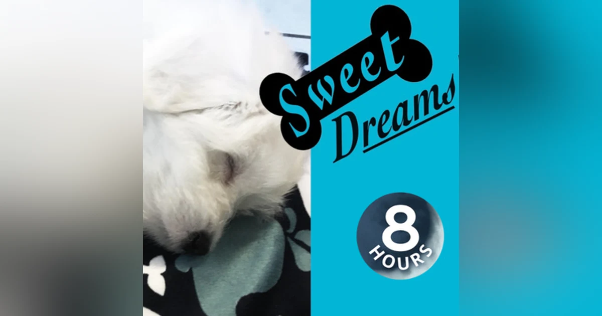 Dog Barking? Soothe Your Pet Now with Calming White Noise 8 Hours | Dog Sleep Sounds