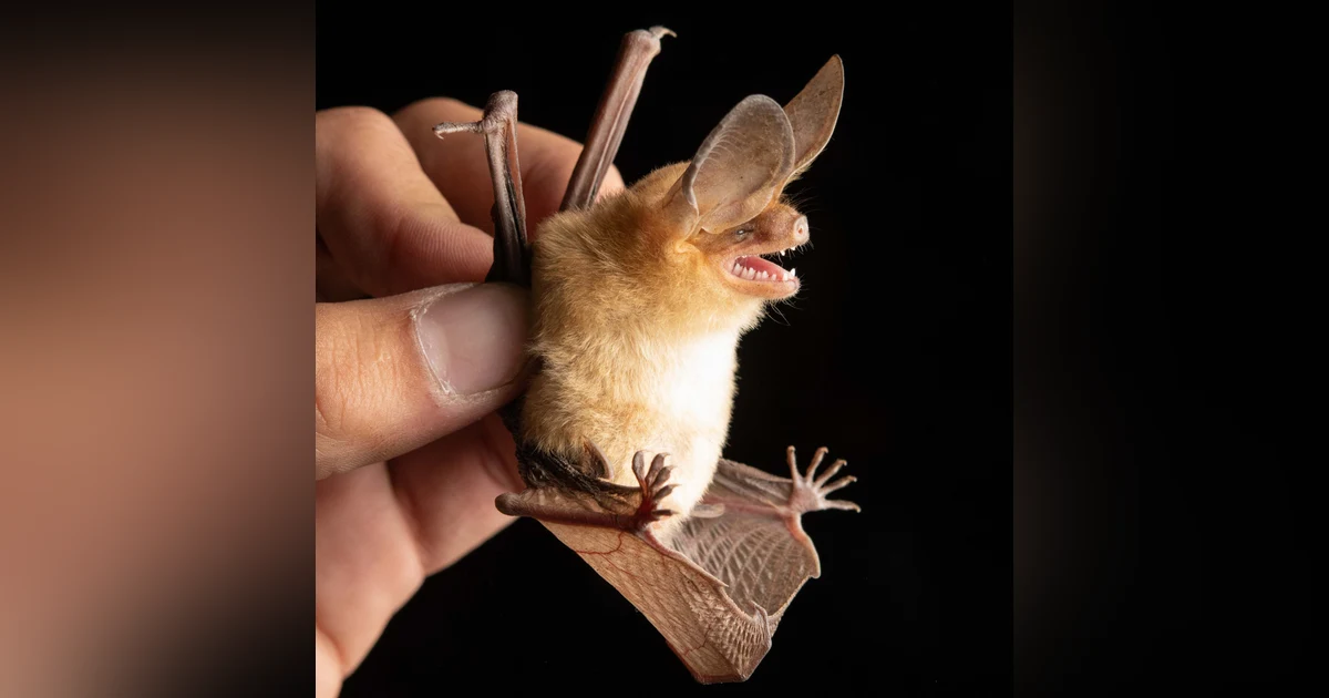 Top 10 California Native Species: BONUS Episode with Griff Griffith and Michael Hawk