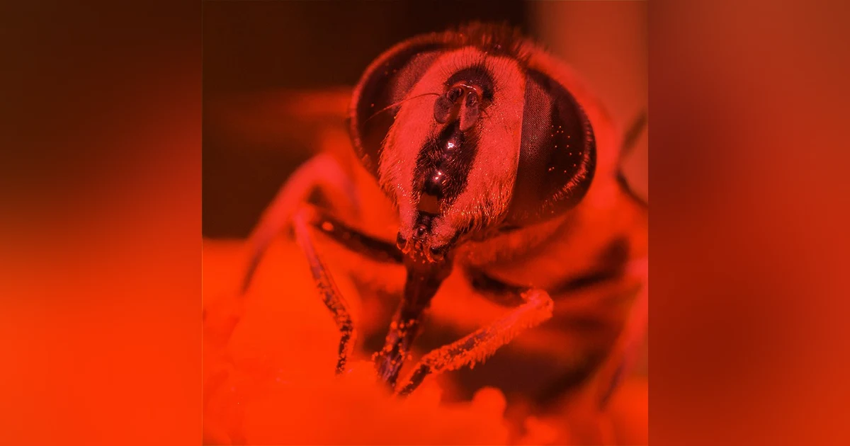 Ep.46 – All the Busy Bees - Are you HUNGRY for Horror?!