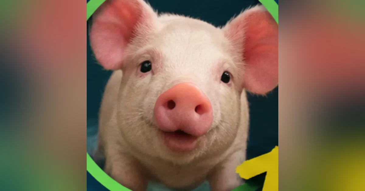 Ifá and the Pig
