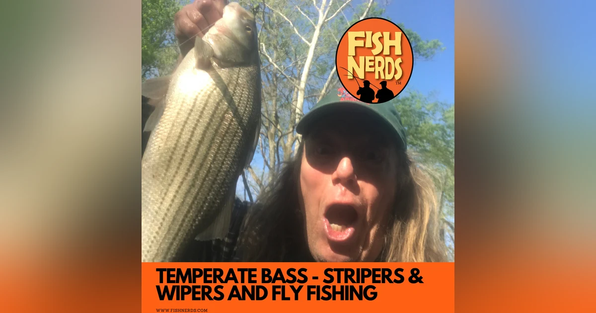 Temperate basses - STRIPERS - WIPERS AND HOW TO FLY FISH FOR THEM EP 113