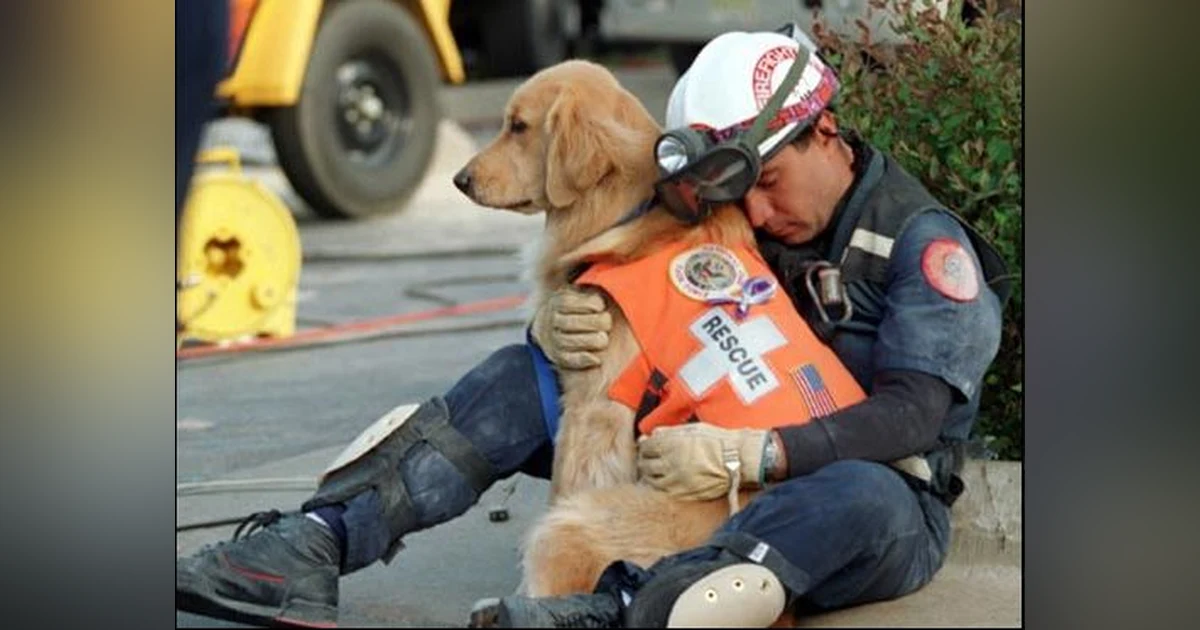 OUR CANINE HEROES (PT 2 OF 2)   A DOG'S JOB IS NEVER DONE