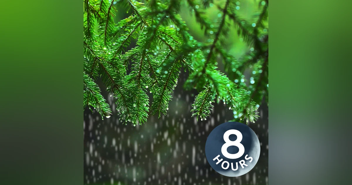 Light Rain in the Woods 8 Hours I Relaxing Rainstorm White Noise for Sleep