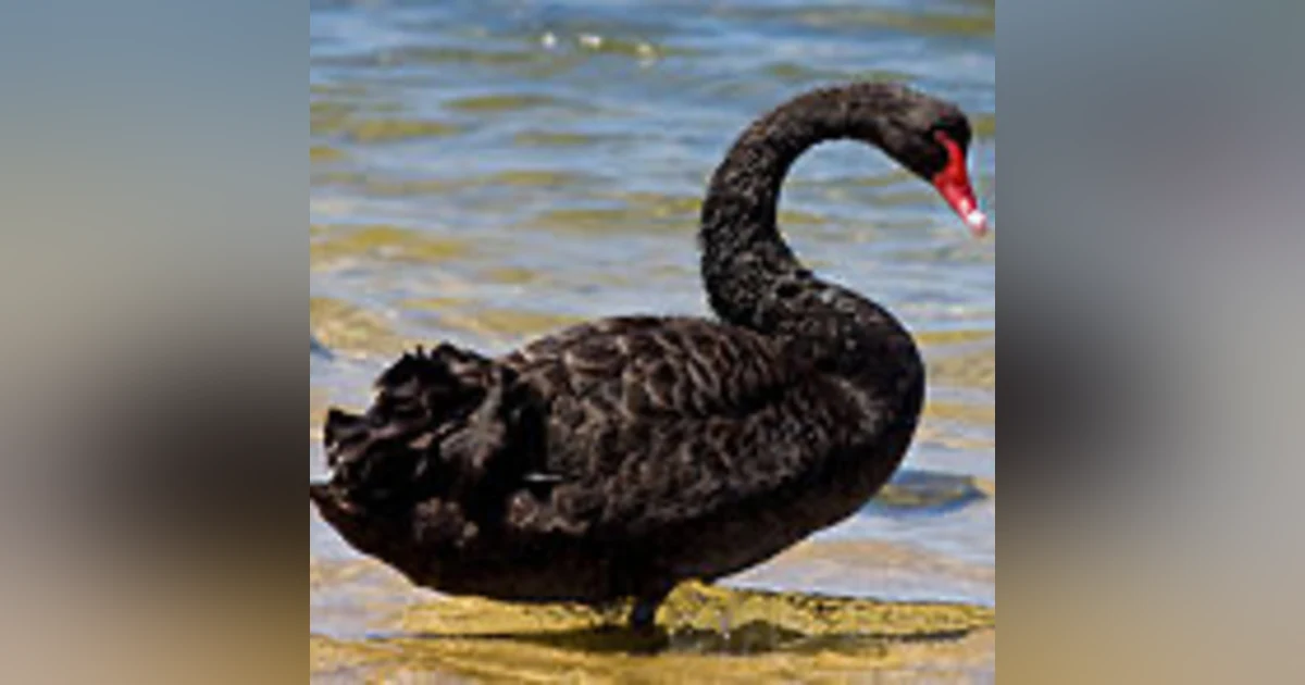 The Black Swan and Predictions for 2021