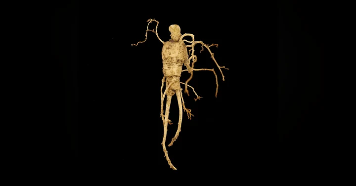 image for Adaptogens for Energy & Endurance