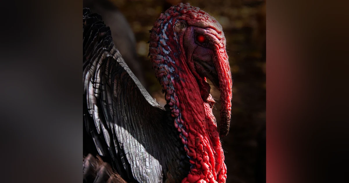Ep.166 – Turkey Terror - The Thanksgiving Hunt is On!