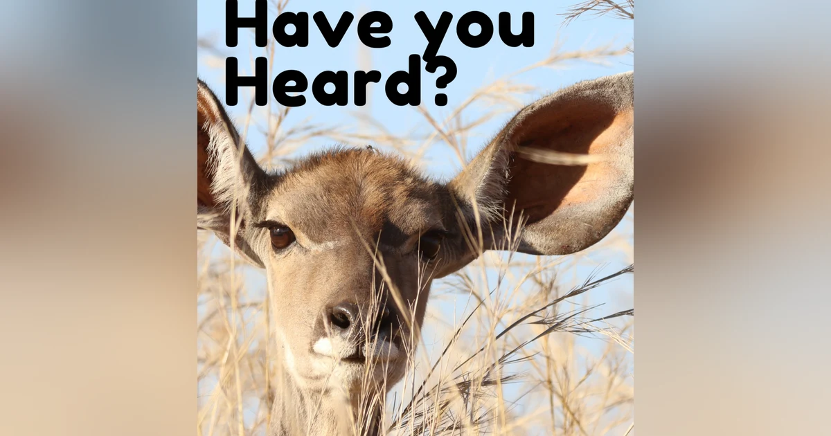 Have You Heard? with Patrick, Jordan, and Jesse