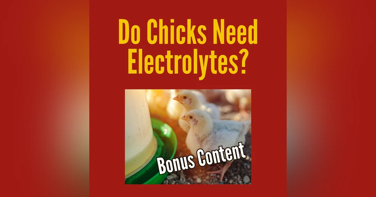BONUS CONTENT: Do Chicks Need Electrolytes?