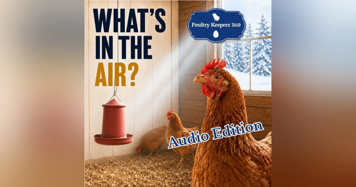 Is Your Chicken Coop Ready For Winter? Don't Forget The Air!
