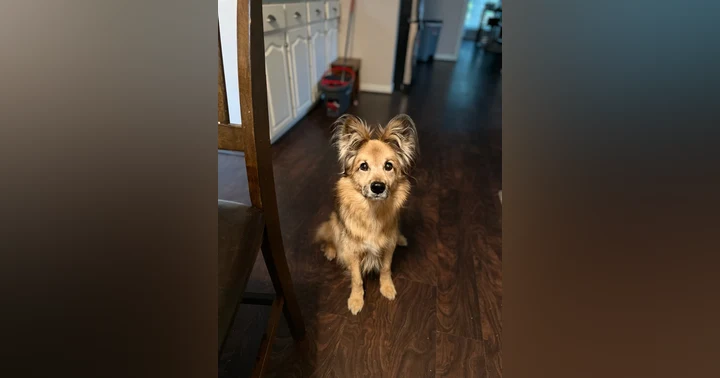 image for The Unbreakable Bond: How a Beloved Dog’s Spirit Lives On