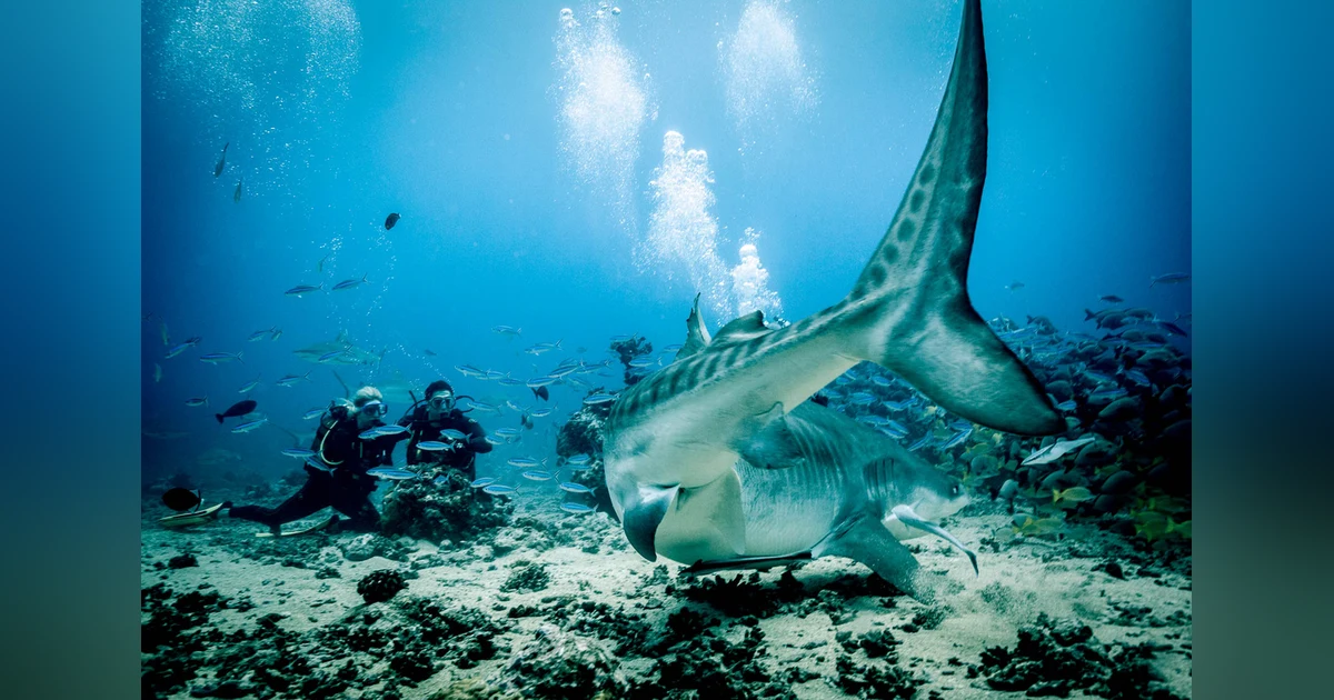 Living with Sharks: Colleen McKinnel on the intensity and magic of a tiger shark dive in Fiji