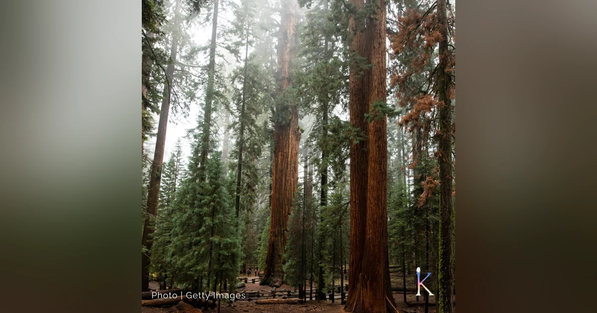Saving Sequoias | With Ben Blom and Save The Redwoods League