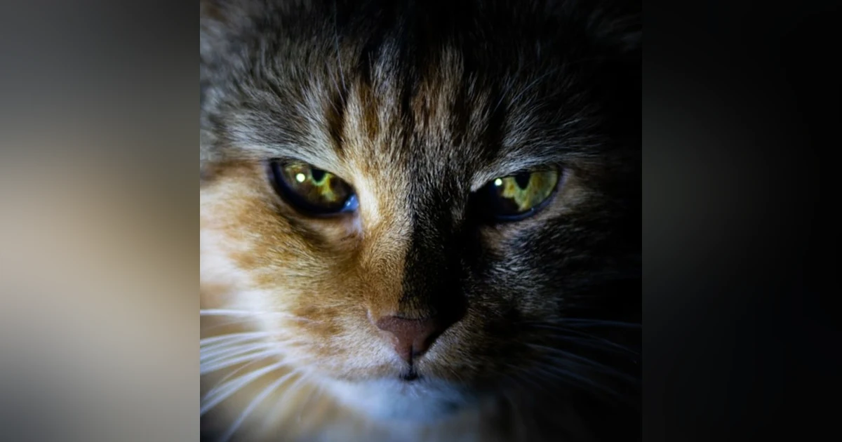 Historias de Miedo Octubre 27 2020 EL GATO QUE HABLA