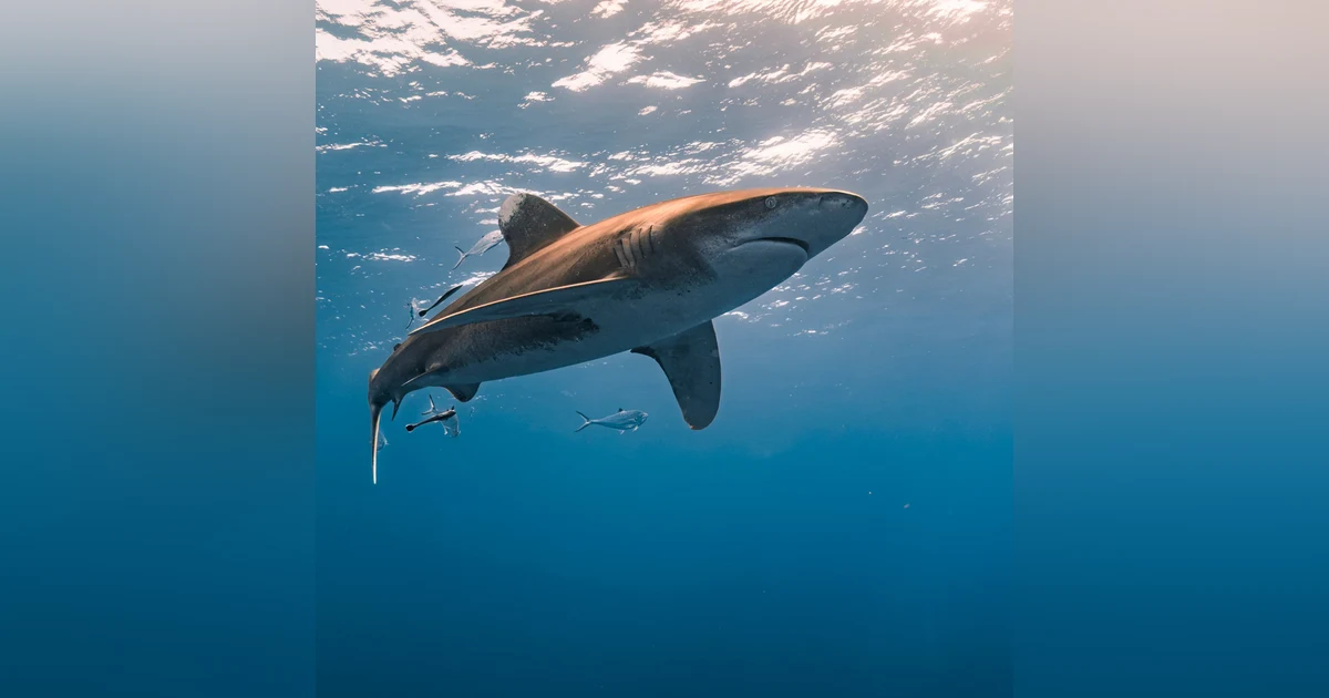 Shark Repellent