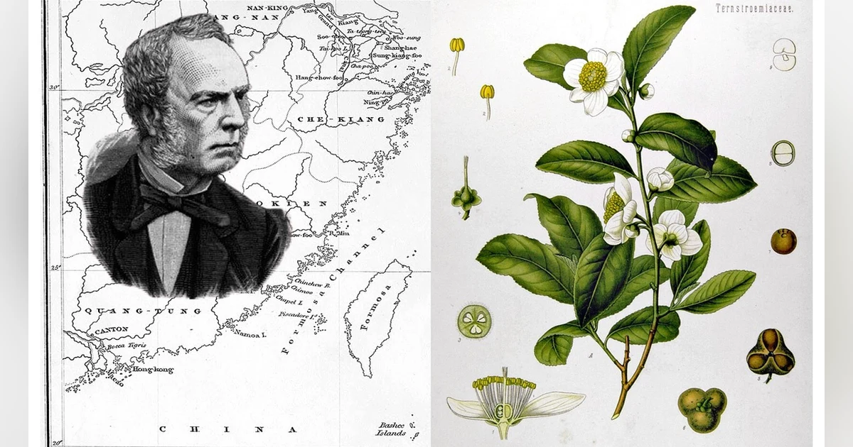 S3-E31 - The “Tea Thief” - Robert Fortune's Very Brief Trip to Taiwan (1854)