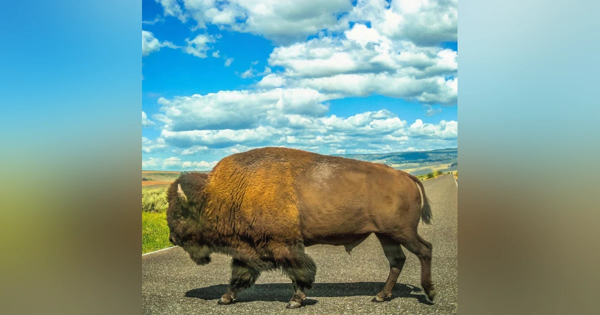 #13: The Great American Bison Road Trip