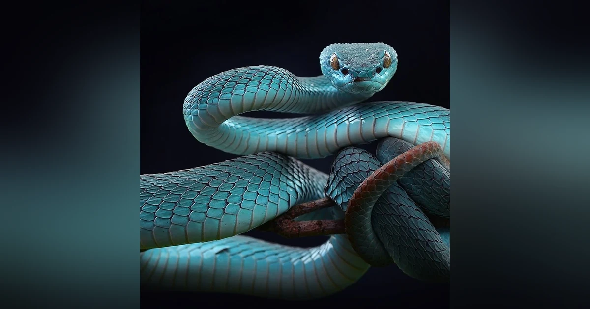 Ep.37 – People Can Lick Too - Slithering Revenge That Bites Back!