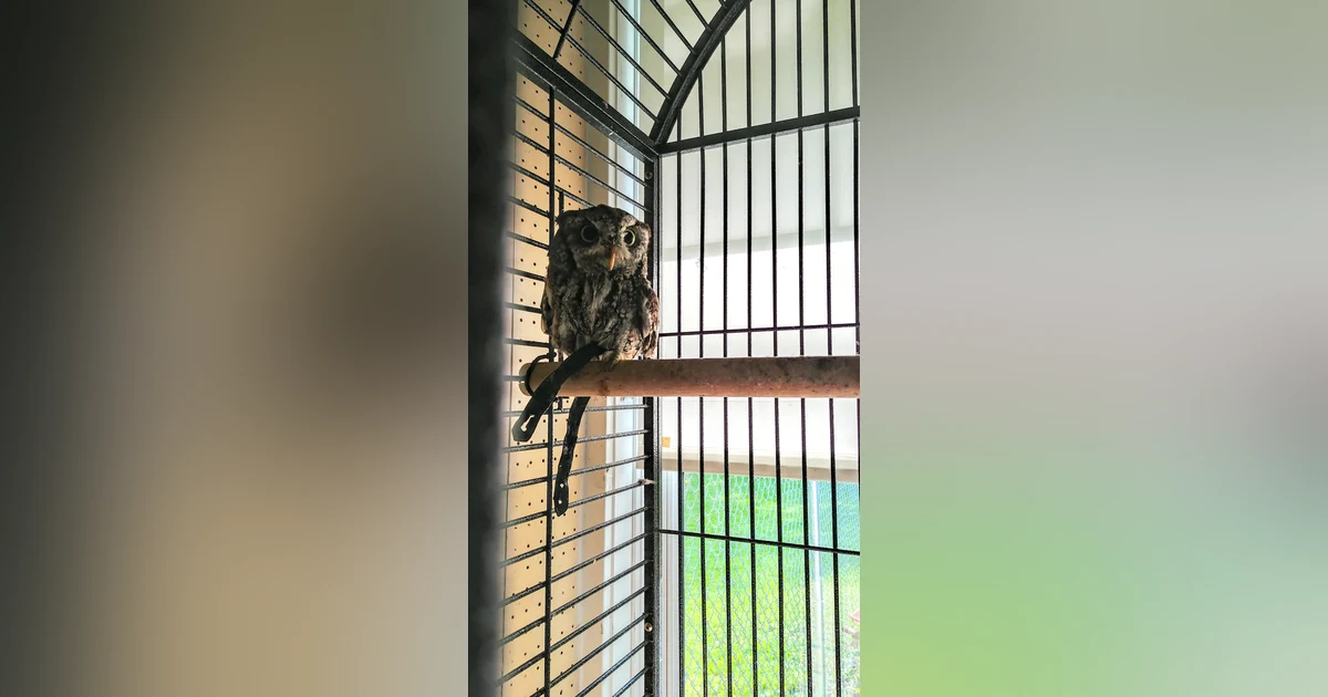 Eastern Screech Owl
