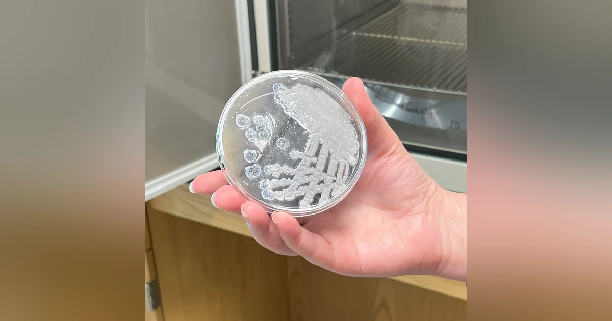 Jennifer Bennett and students, Streptomyces