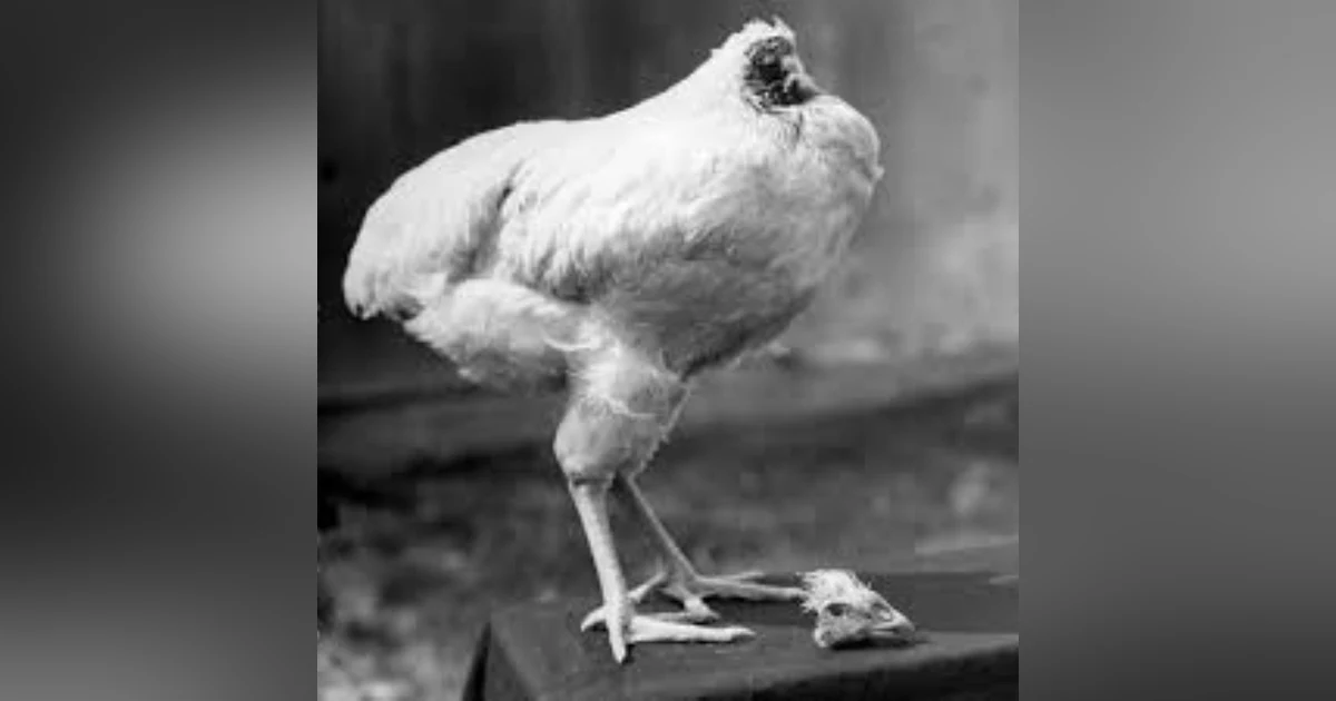 Sept 10-Tv Dinners, 1st Dude popped for DUI, Rin Tin Tin, Jose Feliciano, Mike the Headless Chicken, Ryan Phillippe,