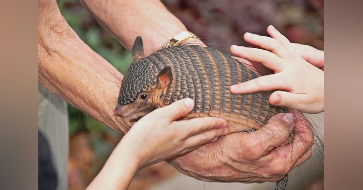 image for Armadillos and Leprosy: The Unexpected Link