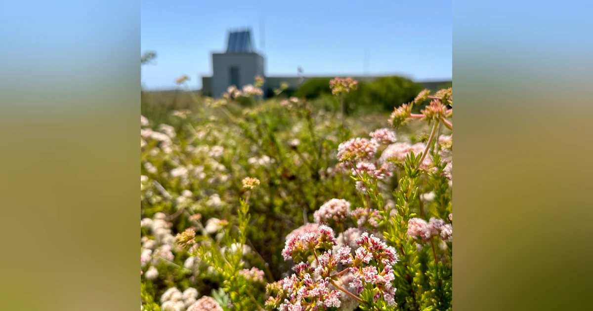 Coastal Wetlands with Empress Holliday