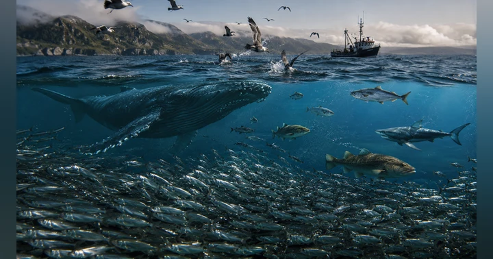 image for What Happens When Canada’s Tiny Fish Disappear?
