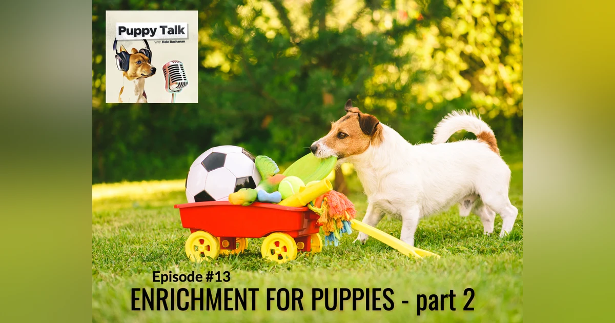 Enrichment for Puppies Part 2