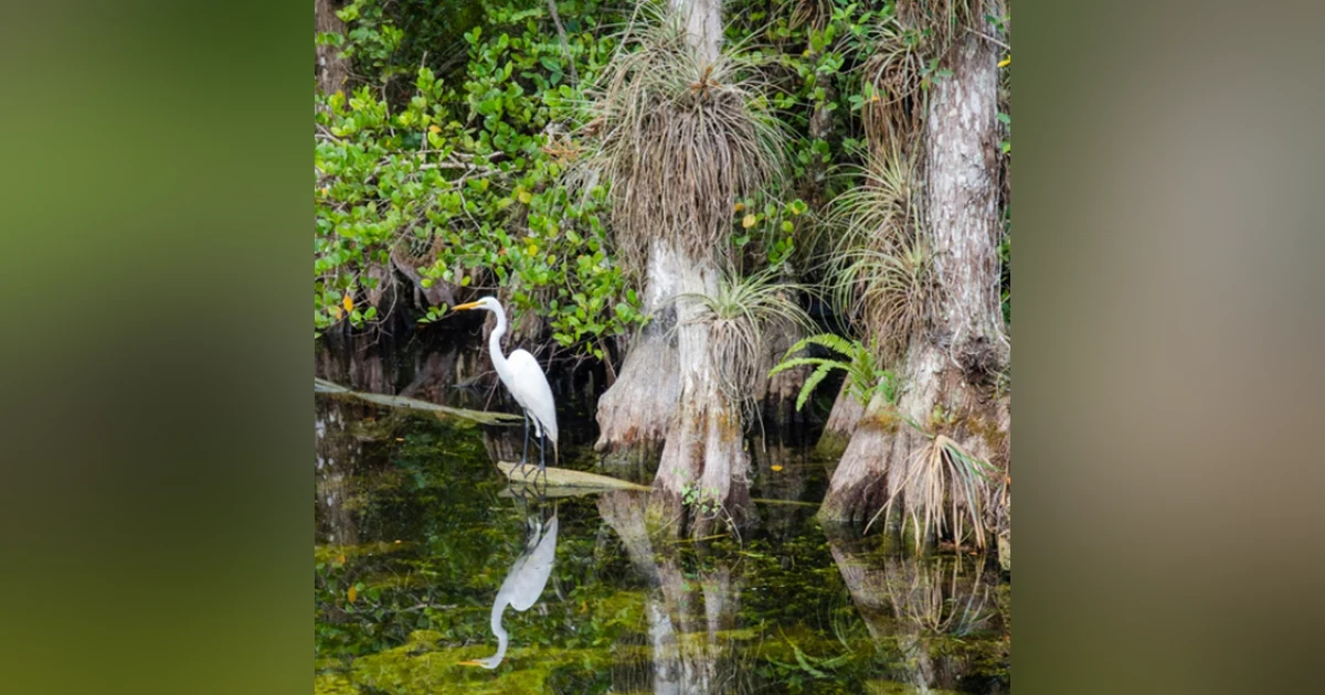 #93: Everglades National Park