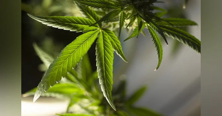 image for Beware the Potential Dangers of Cannabis