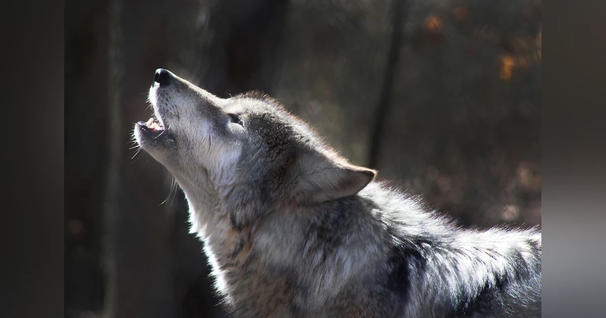 Episode 08: Shoe Company That Cried Wolf