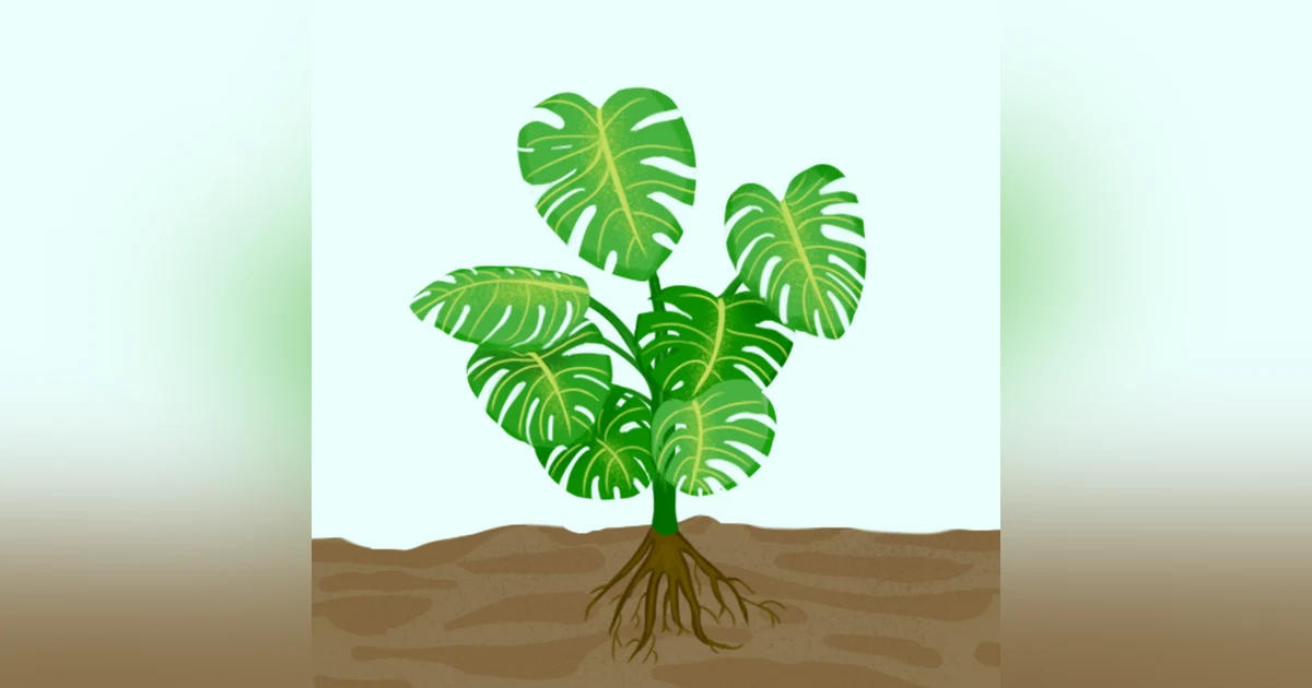 What a Plant Knows: A Captivating Journey into Botanical Intelligence