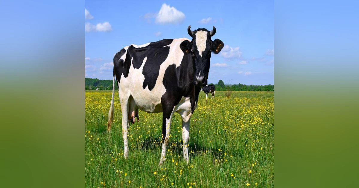 237: Pod 237 : Cow Facts