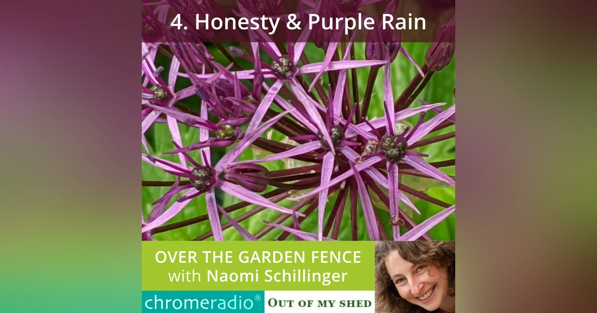 OVER THE GARDEN FENCE 4 | Honesty & Purple Rain